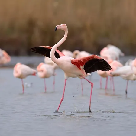 Appartement La Fregate-15 By Interhome *